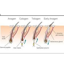 hair loss